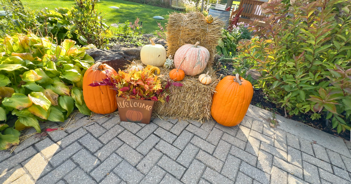 Willow Springs Winery vineyard in fall near Toronto