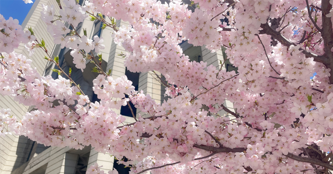 Pink Cherry Blossom tree in Toronto Canada