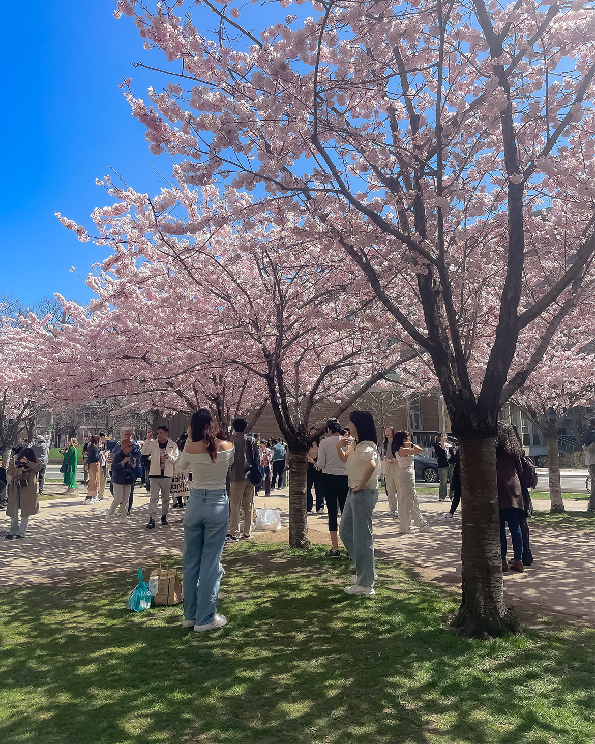 Cherry Blossoms Spot In Toronto | Sweetroxieee by Roxanne Lacap