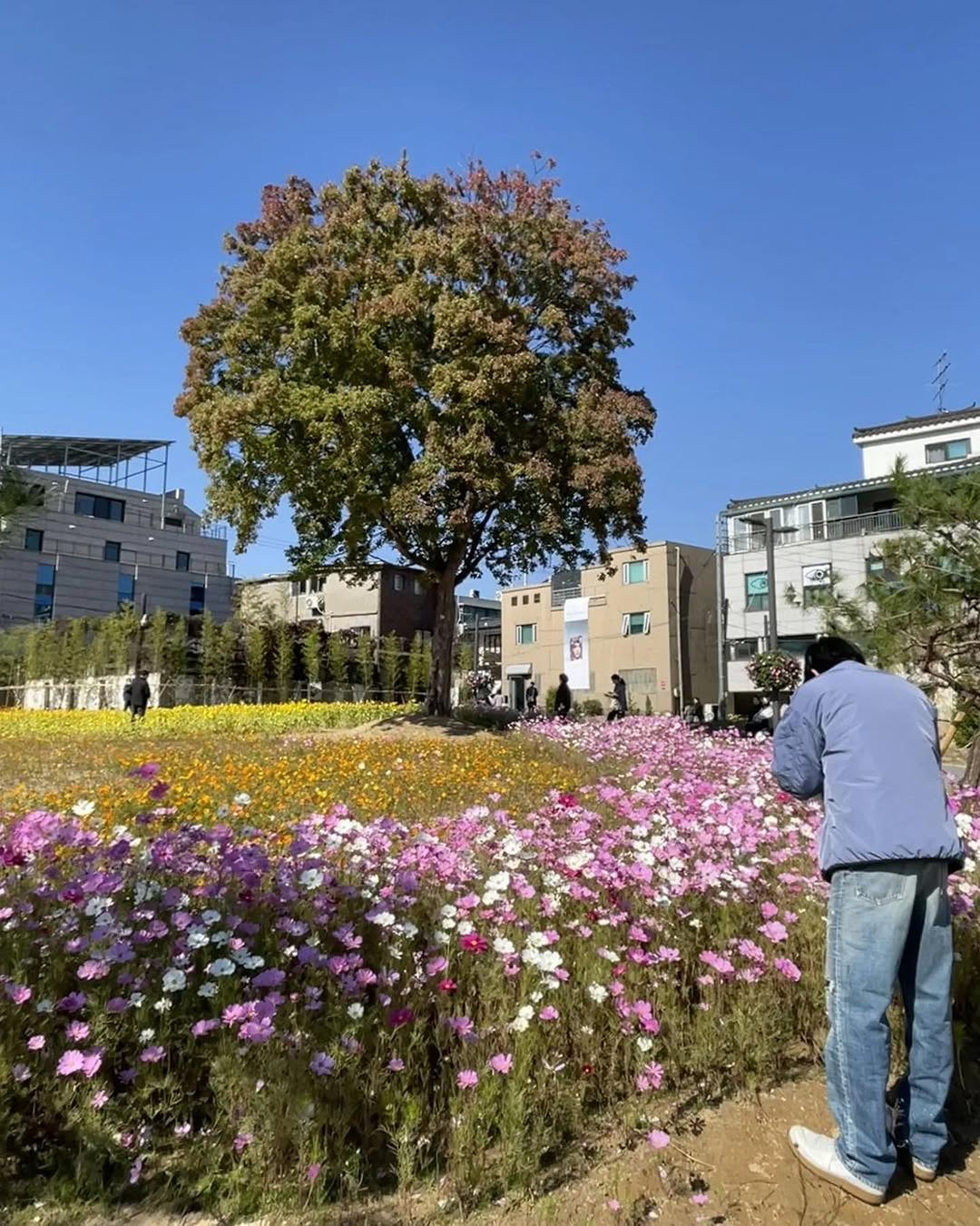 Cosmos flower field near Bukchon Hanok Village in Seoul Korea the same spot BTS RM Namjoon has been photographed