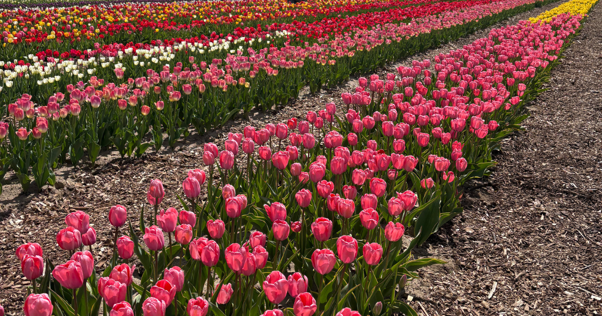 rows of pink and red tulips in bloom at a tulip farm Ontario whimsy spring activities Toronto lifestyle creator Roxanne Lacap